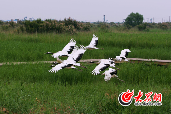 东营盐碱地刮绿旋风“黄蓝”装上绿色引擎
