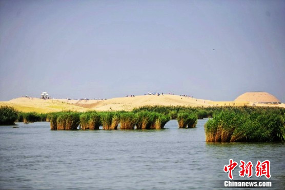 湖畔观鸟沙滩骑驼记者体验宁夏沙湖美景之旅(图)