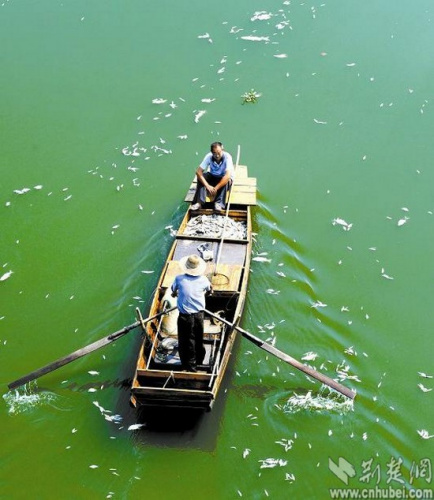 企业排污致武汉30公里河段浮死鱼政府责令停产