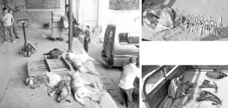 湖南盗狗团伙不分种类毒镖杀狗卖肉