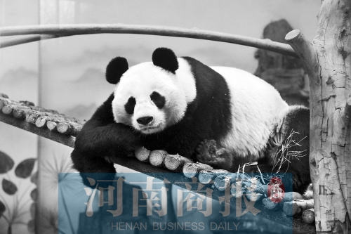 ��������è����ʬ���ѻ�֣�ݶ���԰����Ű��