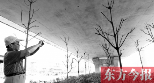 郑州立交下几百棵树种下3月后死亡曾争议不断(图)