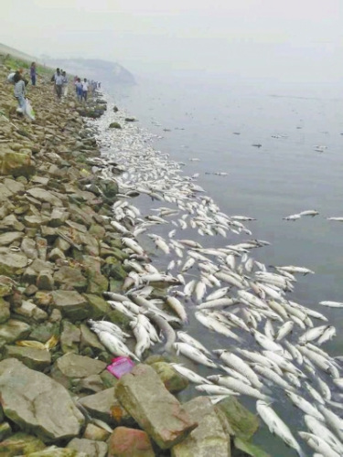 河南大旱闷死数十万斤水库鱼自来水厂停止取水
