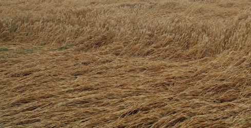 �����ƻ��籢����������ֱ�Ӿ�����ʧ��6��Ԫ