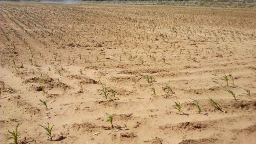 全国10省份2000余万人受旱灾影响经济损失115亿