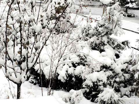 �����������д�ѩ���Ͼֵؽ��´�10��