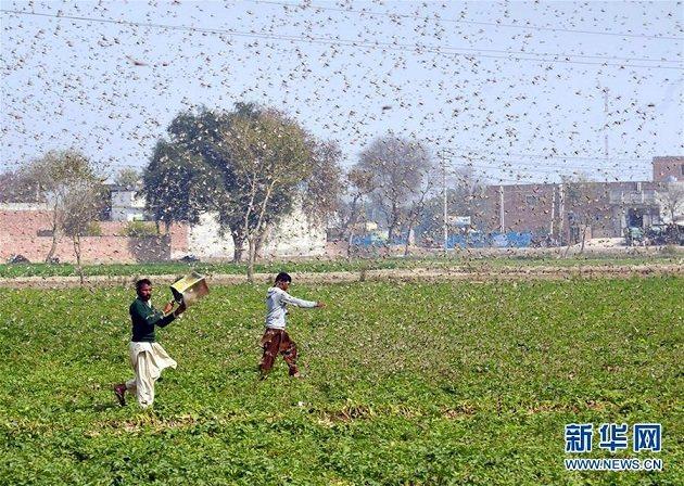 中国蝗灾防治工作组抵达巴基斯坦