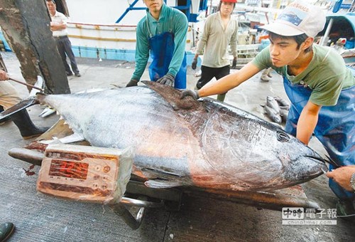 台报:太平洋黑鲔限渔走过黑暗资源恢复有望