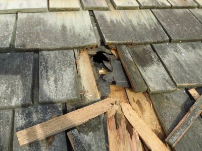 加拿大一华裔住家遭浣熊侵屋筑巢业主惊魂(图)