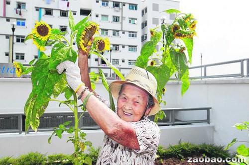 花圃变向日葵园新加坡华人被称“向日葵婆婆”