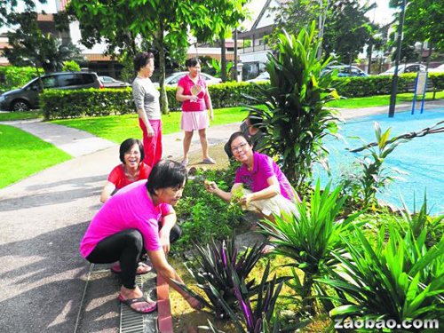 新加坡华人老太自制天然肥料种出巨型冬瓜(图)