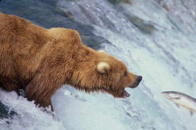 美华裔夫妻爱野游与棕熊鲸鱼亲密接触组图