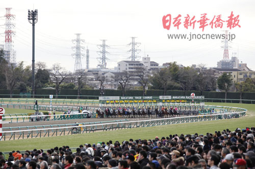 在日华人组团体验赛马文化称马场如主题公园(图)