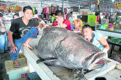 大马华人高价收购200公斤重龙趸王可享用2周(图)