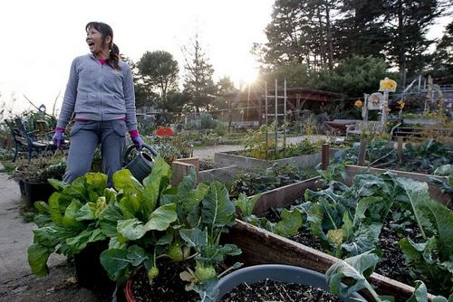 旧金山华裔种特色蔬菜自给自足社区菜园走红(图)