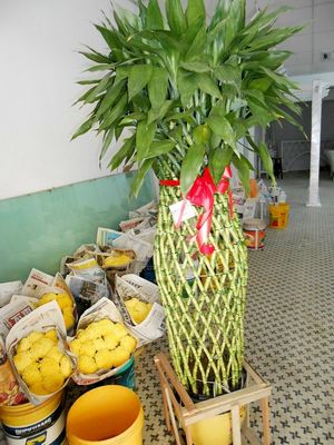 大马华裔追捧“大黄梨”为图好彩头不计成本(图)
