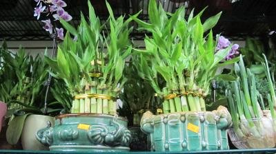 美华人喜买盆栽迎新年金桔转运竹等谐音吉利受捧