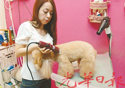 换发型穿新衣大马华人将宠物狗马年变装(组图)