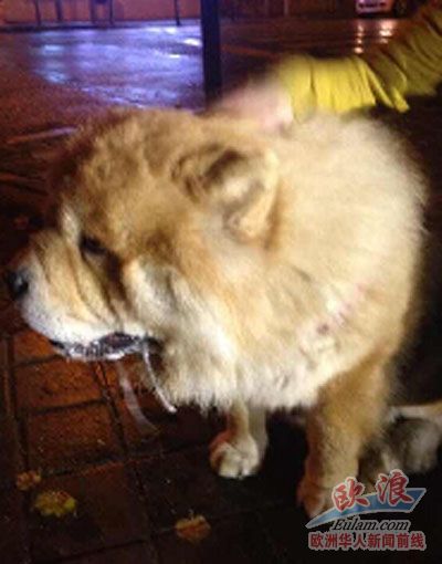 马德里街头现走失宠物狗华人女孩深夜冒雨寻失主