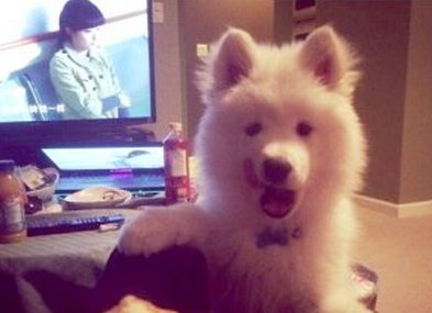 加拿大华裔宠物被没收赴法院起诉索赔偿(图)