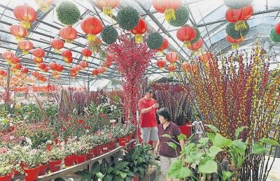 大马年花市场反应慢热靠华人顾客“最后冲刺”