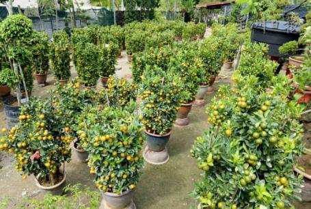 大马华人新春盆栽恐滞销顾客节省业者减货(图)