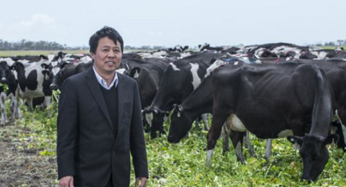 澳洲将最大奶牛场卖给外国人中国买家自信能入手