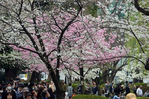 日本进入樱花季为欣赏樱花赴日中国游客激增(图)