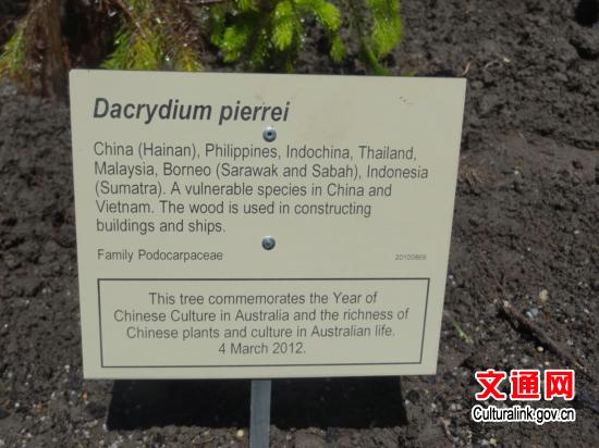 悉尼皇家植物园举办纪念“中国文化年”植树活动