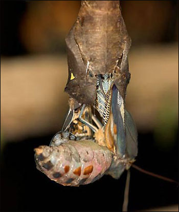 揭秘毛毛虫化茧成蝶全过程组图2