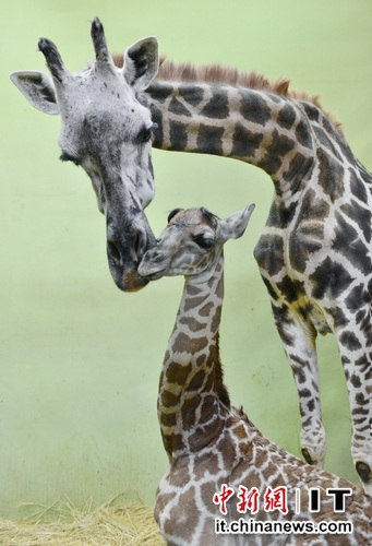 ������԰����¹����˳��������������¹��