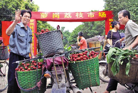 广东茂名妃子笑5角一斤果农忍痛让它烂在树上