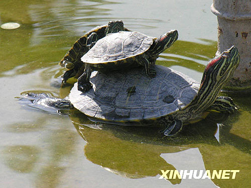 图:巴西龟放生池内"叠罗汉"