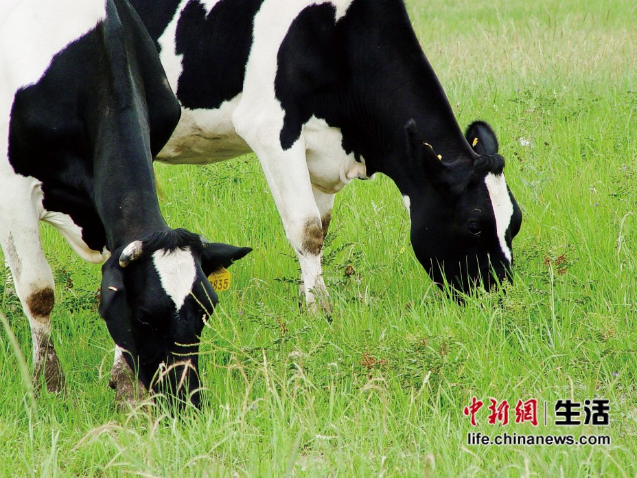 �������ݹ�����������950��(4)