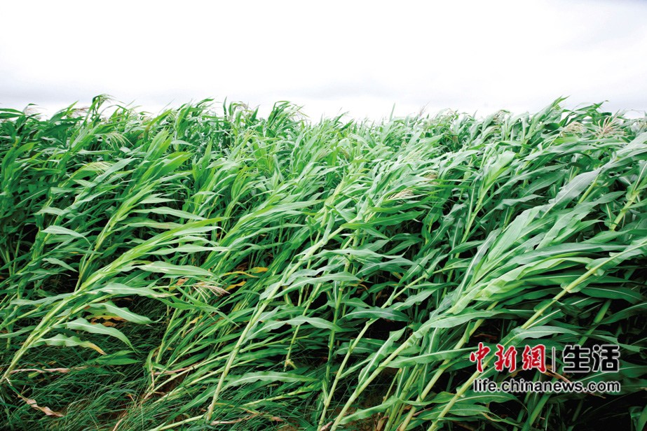 �����ӱ���������