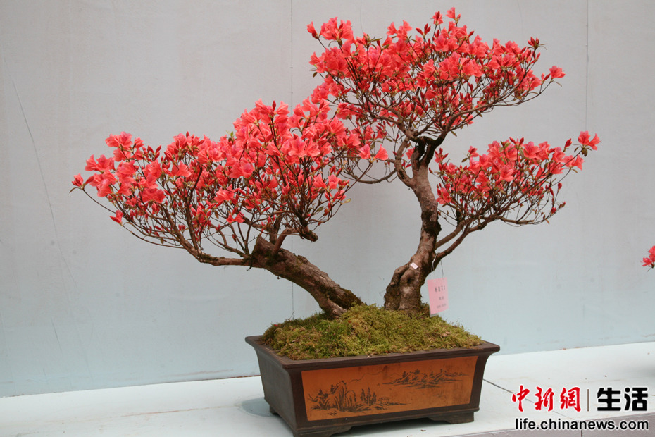 �ڶ��쾮��ɽ���ʶž黨�ھ�Ʒ����չ(2)