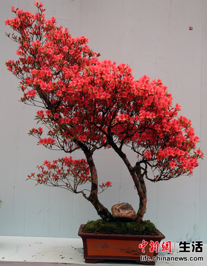 �ڶ��쾮��ɽ���ʶž黨�ھ�Ʒ����չ(4)