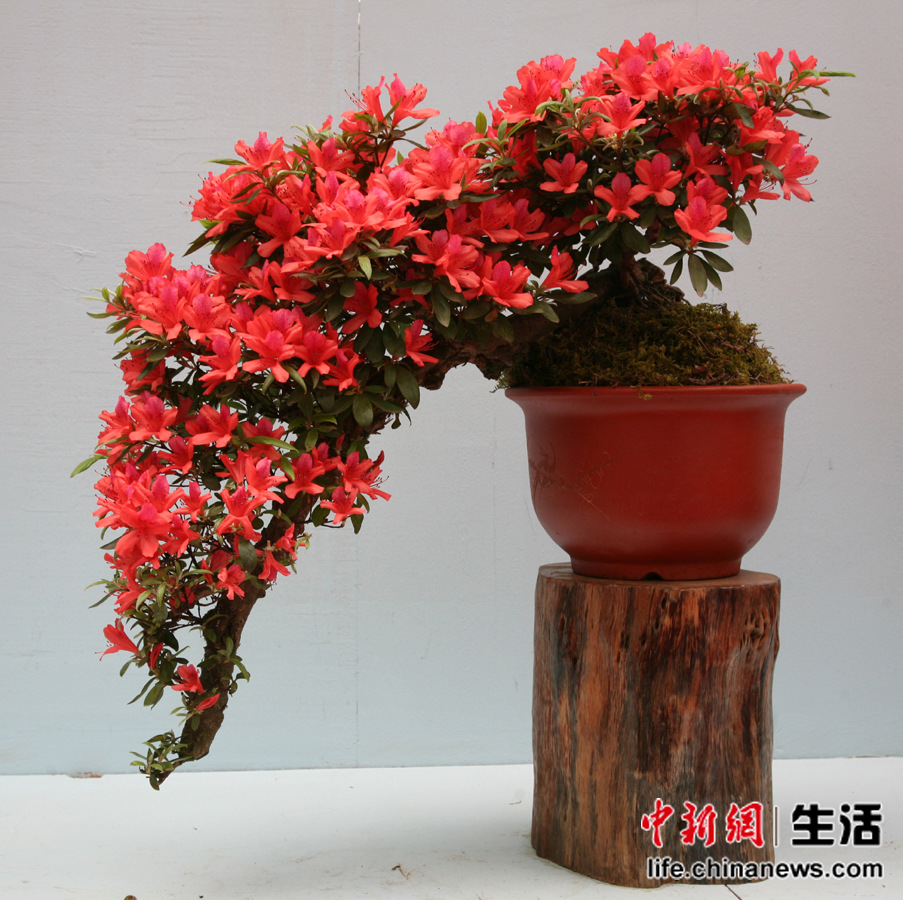 �ڶ��쾮��ɽ���ʶž黨�ھ�Ʒ����չ(5)