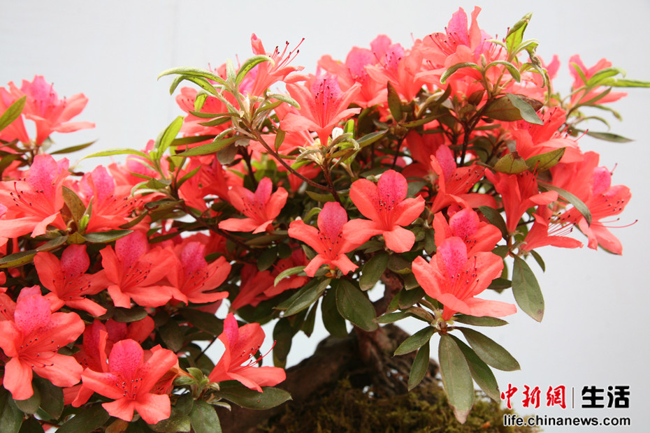 �ڶ��쾮��ɽ���ʶž黨�ھ�Ʒ����չ(6)