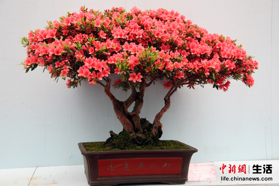 �ڶ��쾮��ɽ���ʶž黨�ھ�Ʒ����չ(8)