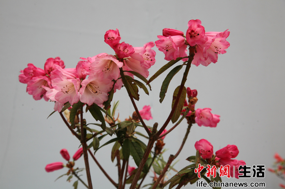 �ڶ��쾮��ɽ���ʶž黨�ھ�Ʒ����չ(9)