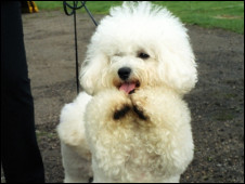 ��Ӣ�й���ѧ�������ﹷ������۱���Ժ�з�