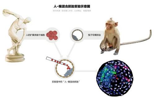 “人-猴混合胚胎”意味着什么？违反伦理规范吗？-中国新闻网