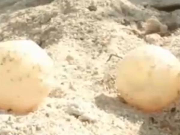 海南三沙迎来今年第一窝海龟蛋 中国新闻网