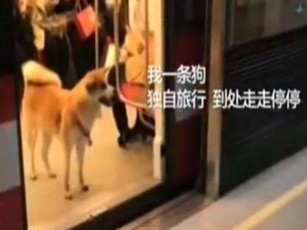 秋田犬 逃票 坐地铁四站后被警察 请 下车 中国新闻网