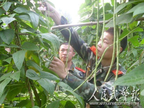 江西九江武警“菜篮子”工程喜结硕果