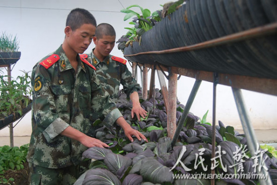 日喀则武警采用现代农业种植模式增农副业收入