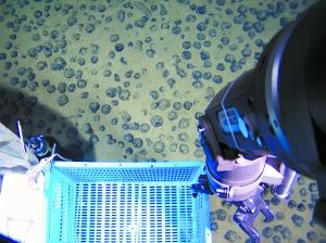 “蛟龙”号在南海海底采集到珍贵生物与岩石样品