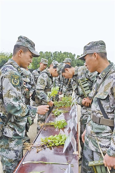 第41集团军官兵识别野生植物提高野外生存能力