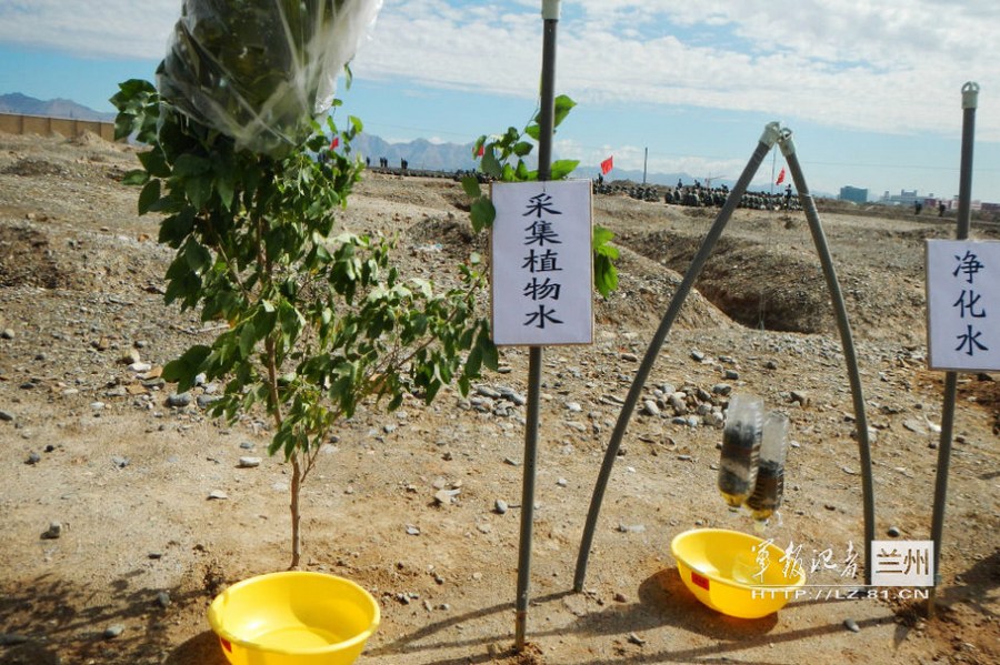 解放军野外生存下套子取植物水招招保命